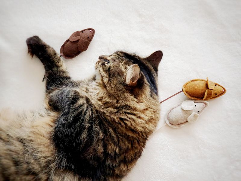 Catnip Sock Bombs