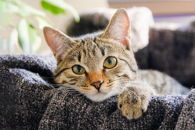 Cats Are Independent by Nature