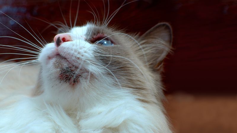 Cats Can Get Skin Conditions Too