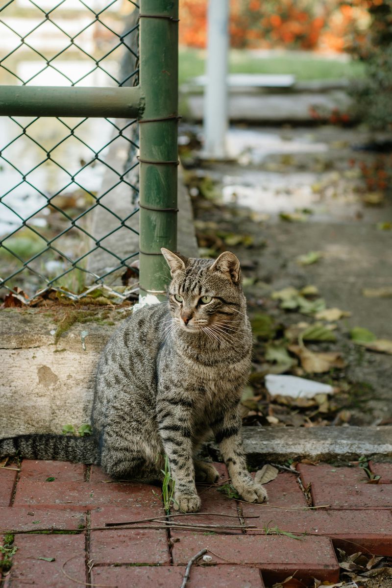 Cats Develop Regional Animal Dialects
