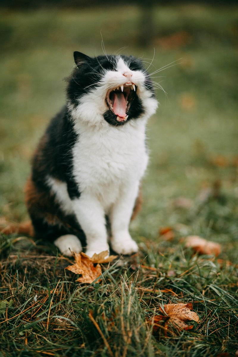 Cats Developed a “Human-Directed” Meow