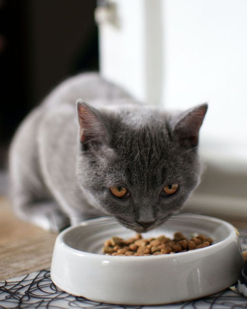 Cats Have Fewer Taste Buds