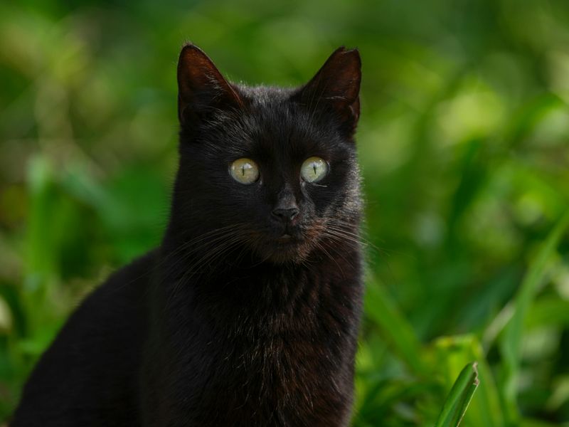 Cats Have Their Own Animal Translator