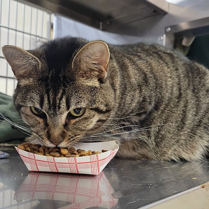 Cats Need Frequent Small Meals
