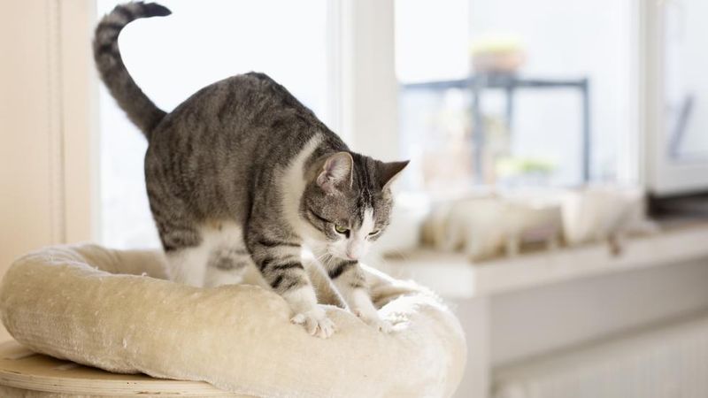 Cautious Pawing