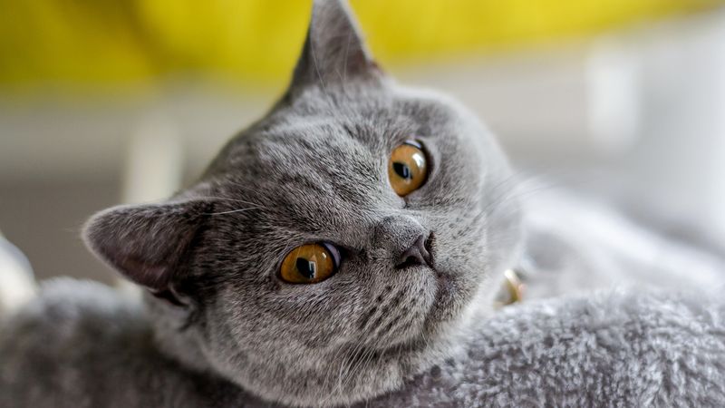 Chartreux