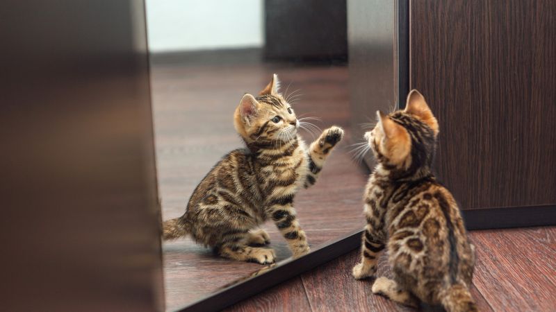 Chasing Shadows or Reflections