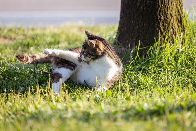 Chasing Their Tail or Shadow