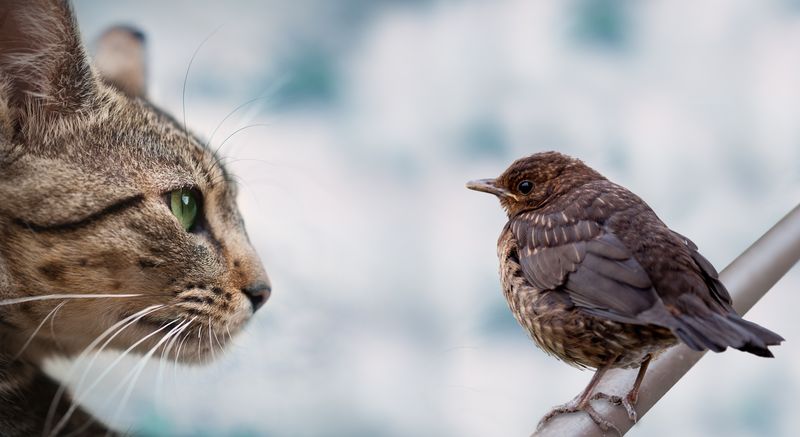 Chattering at Birds Through Windows