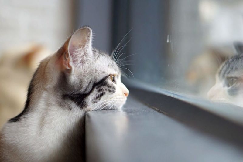 Chattering at the Window