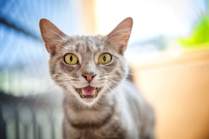 Chattering or Trilling When You Enter a Room