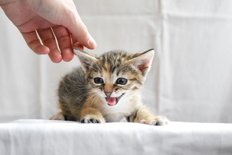 Chatting With Special Meows Just For You