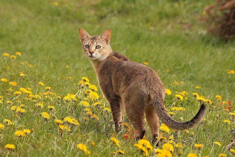 Chausie