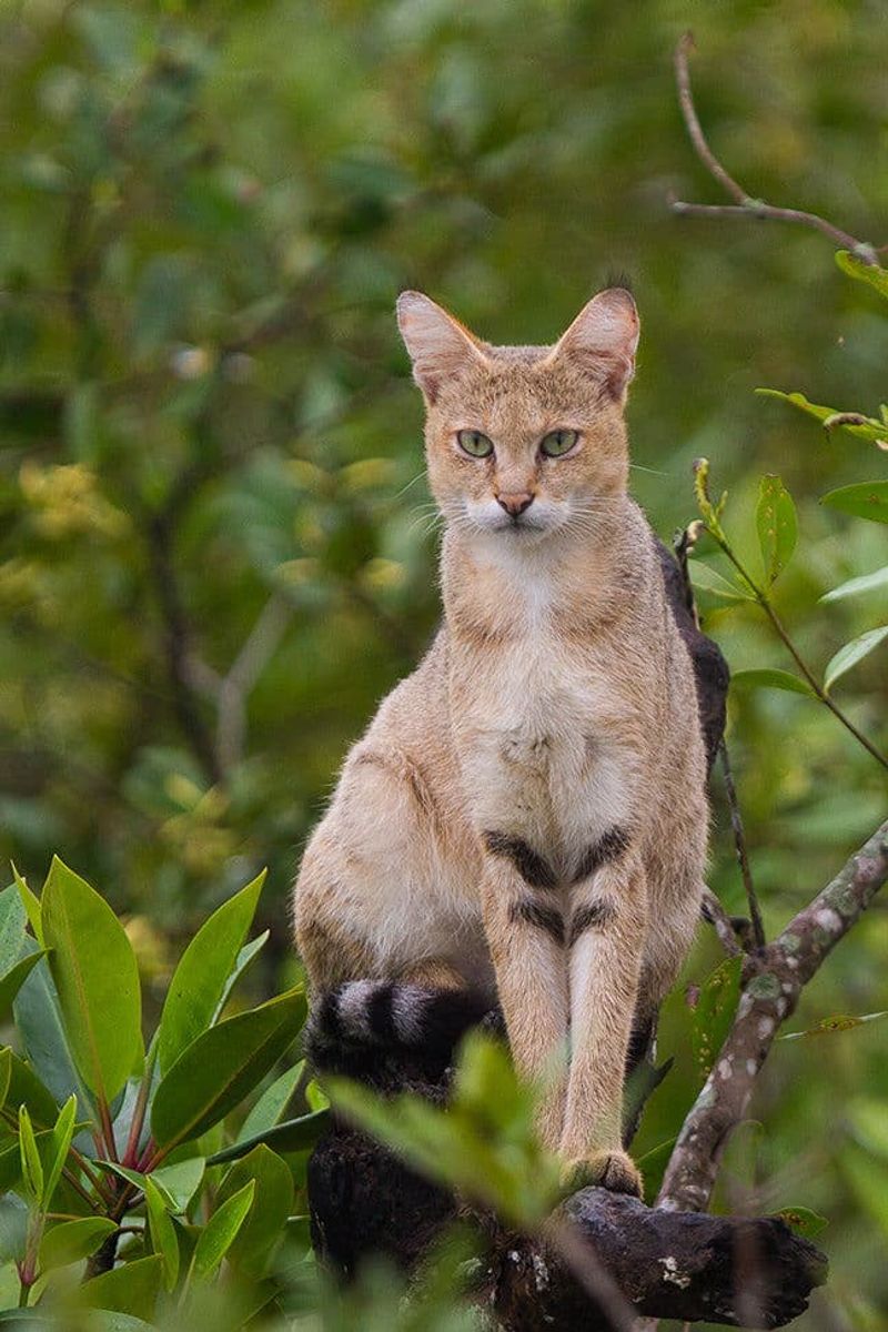 Chausie