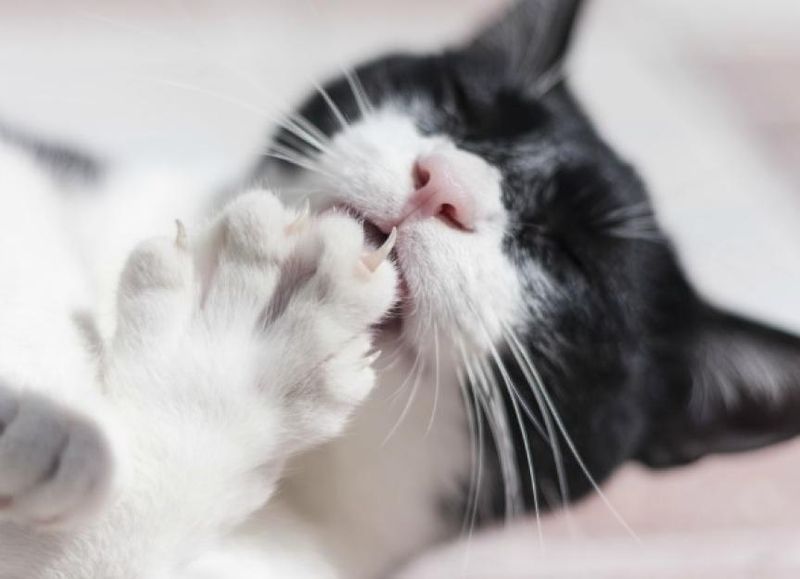 Check Paws and Claws