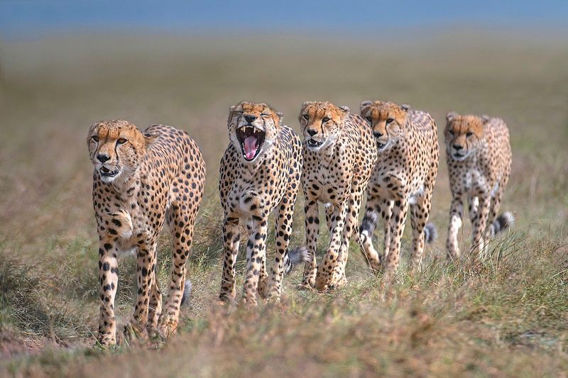 Cheetah – The Brotherhood Code