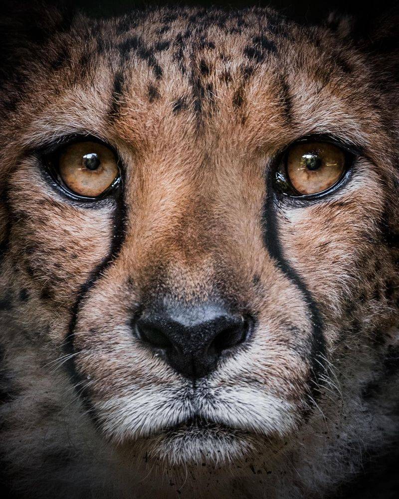 Cheetah's Tear-Marked Intensity