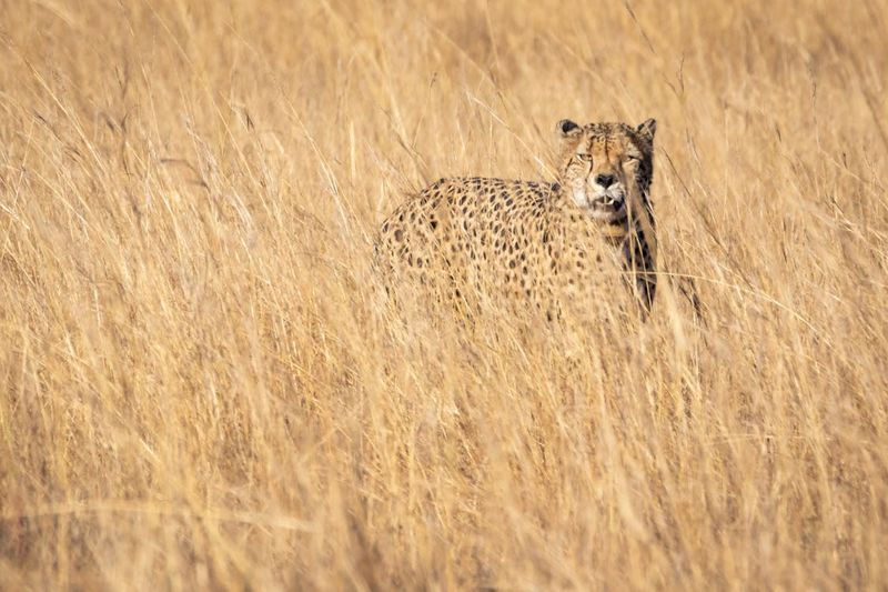 Cheetah