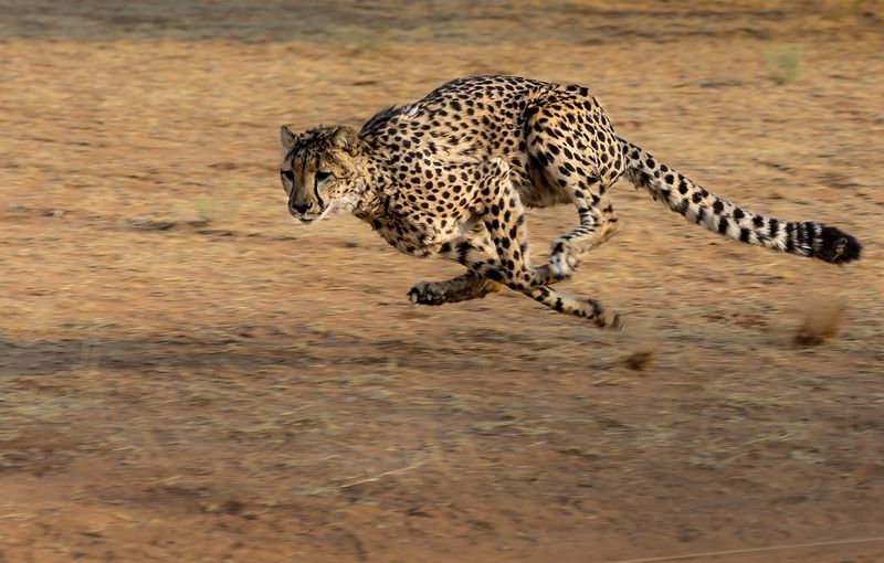 Cheetah