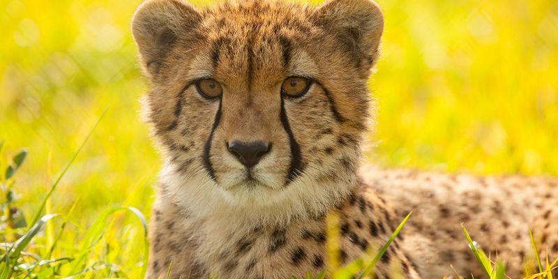 Cheetah