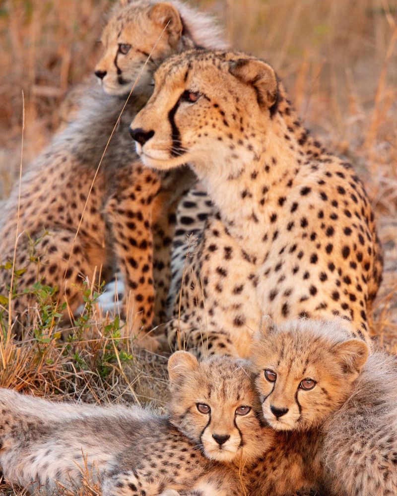 Cheetah's Vigilance: Always on Alert for Her Vulnerable Young