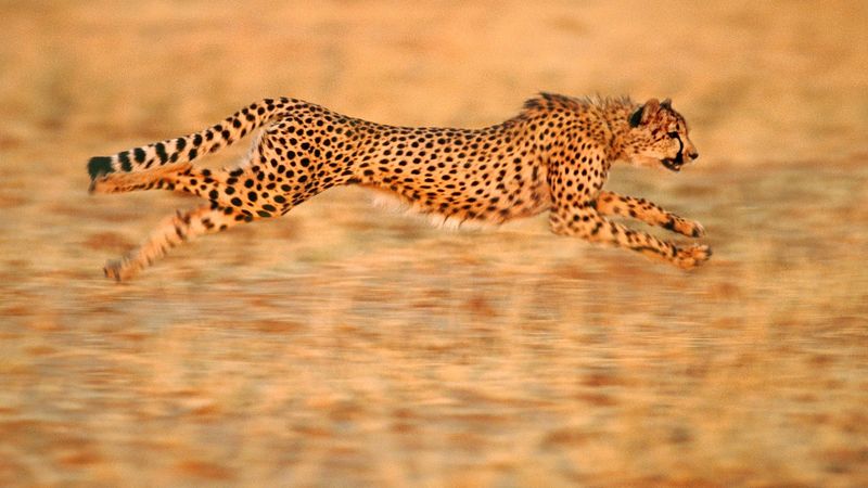 Cheetah