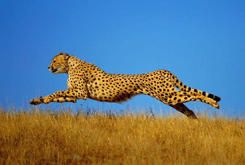 Cheetah