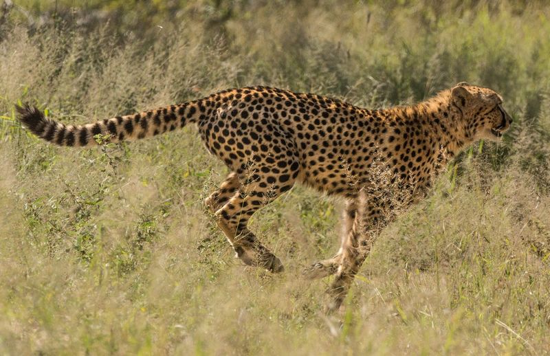Cheetah