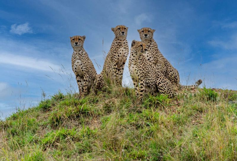 Cheetah (Acinonyx jubatus) – Male Coalitions