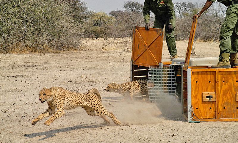 Cheetah Conservation Fund (CCF) – Otjiwarongo, Namibia