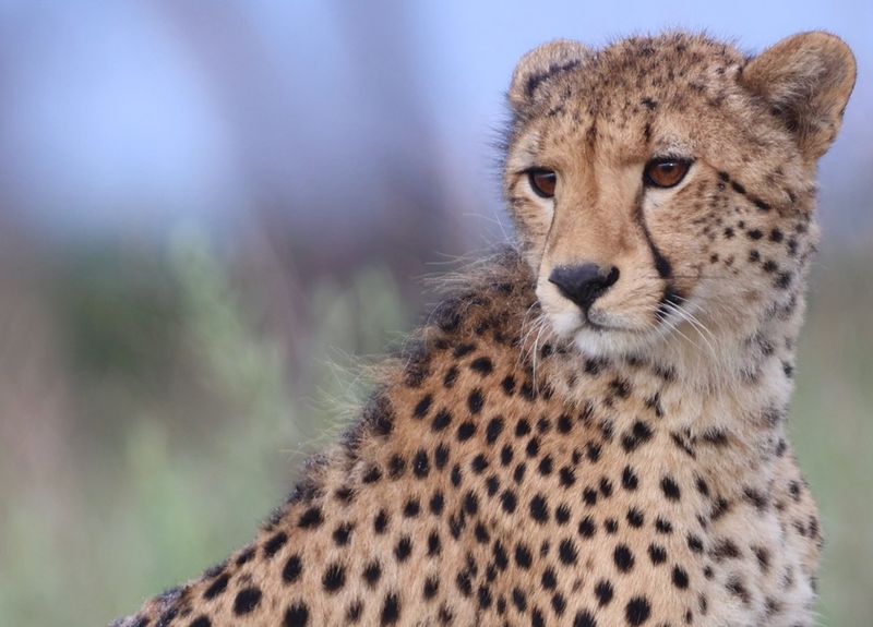 Cheetah: The Speed Demon