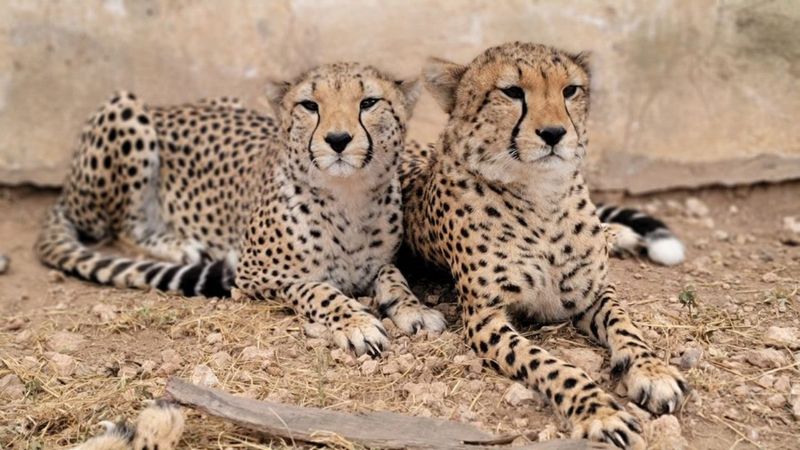 Cheetah