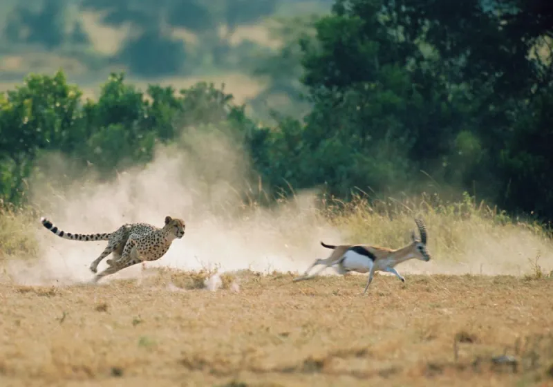 Cheetah’s Body for Speed