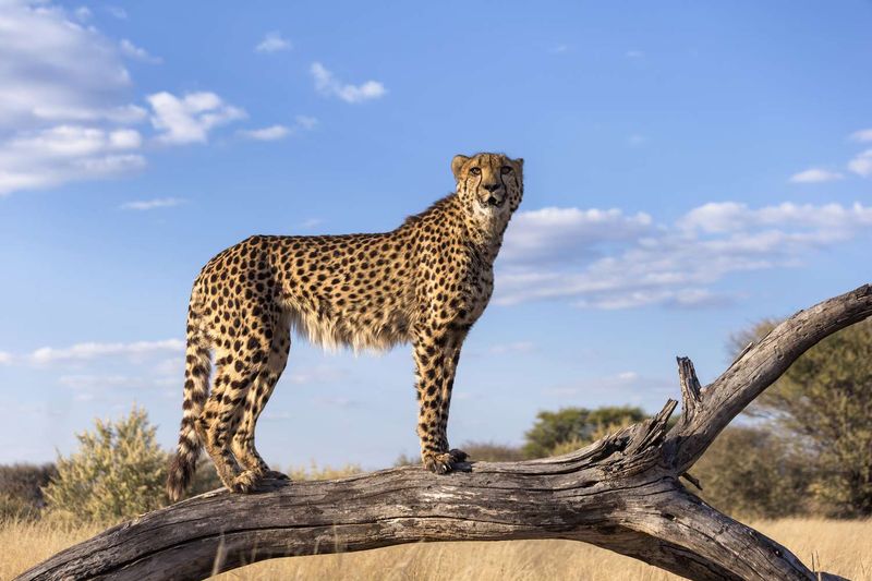 Cheetahs Can’t Roar—But They Can Meow and Purr