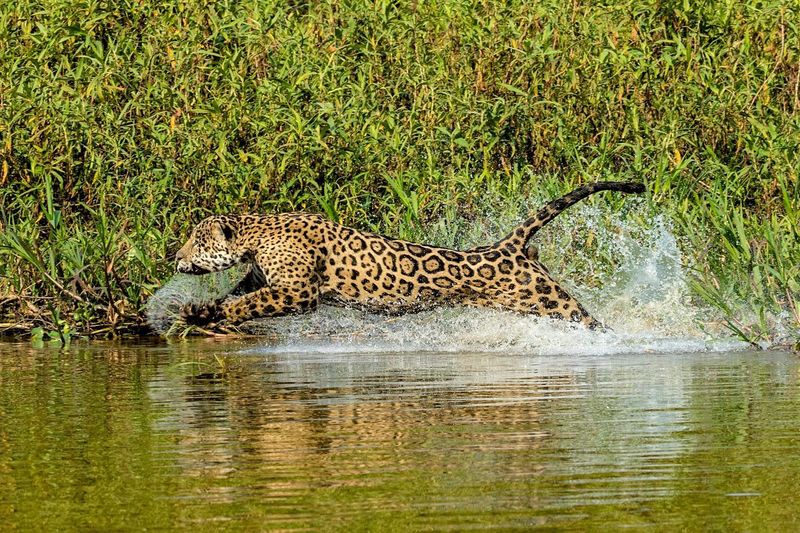 Cheetahs: Reluctant But Capable Swimmers