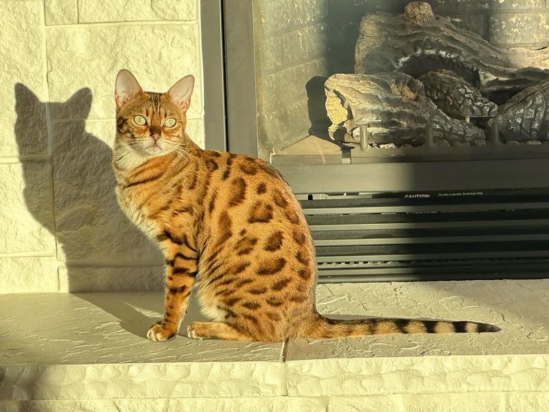 Cheetoh