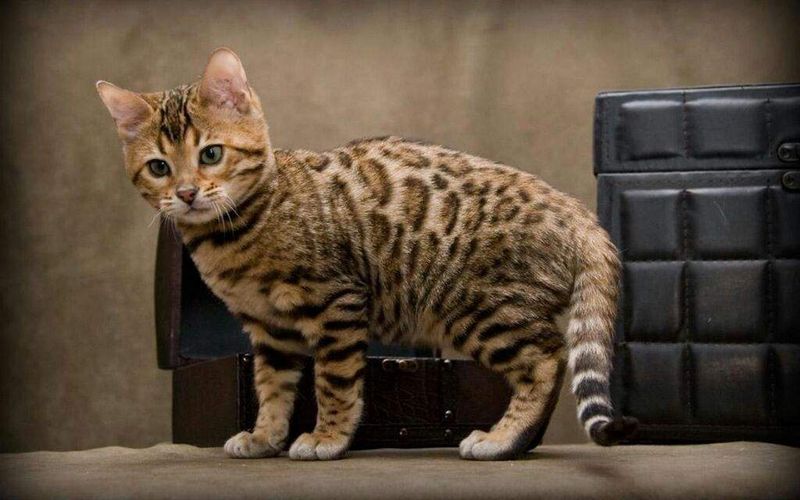 Cheetoh