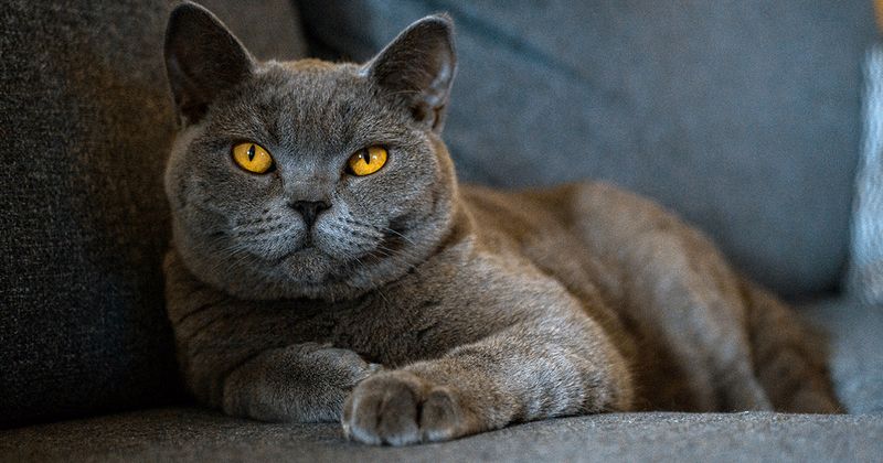 Cheshire Cat Heritage