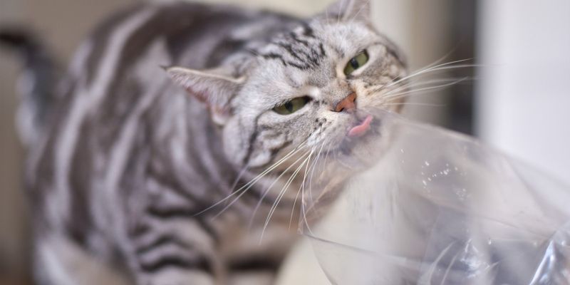 Chewing on Plastic or Plants