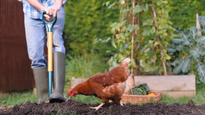 Chickens Help With Pest Control (and Cats Don’t Mind)