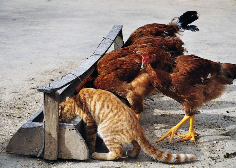 Chickens Sometimes Rule the Roost—Literally
