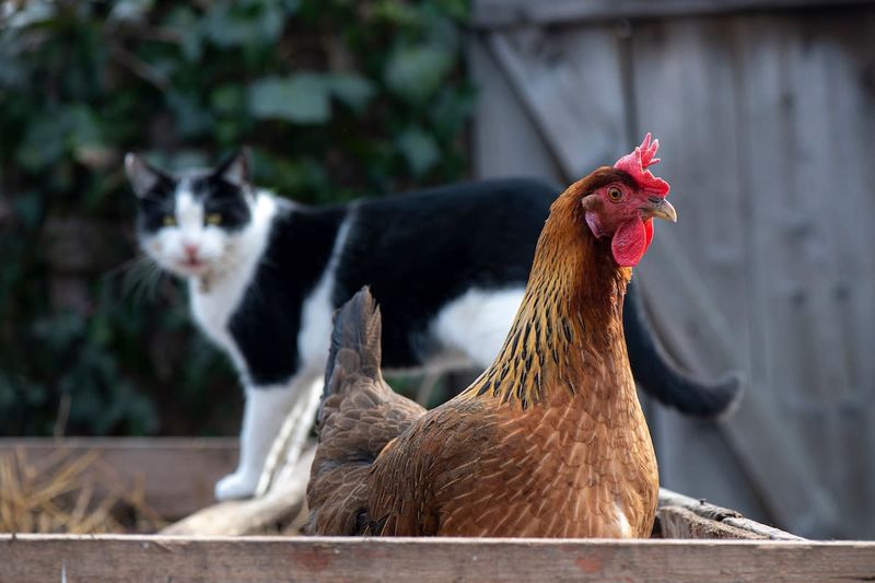 Chickens
