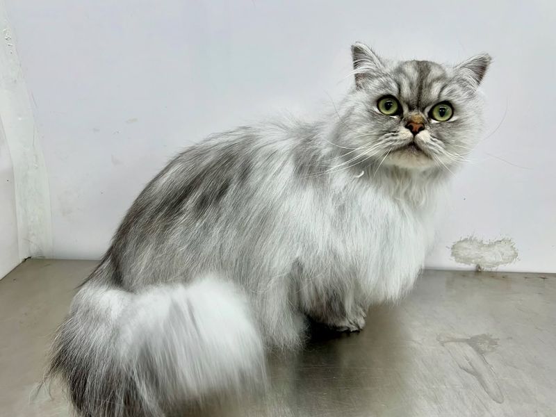 Chinchilla Persian: The Diamond-Dusted Aristocrat