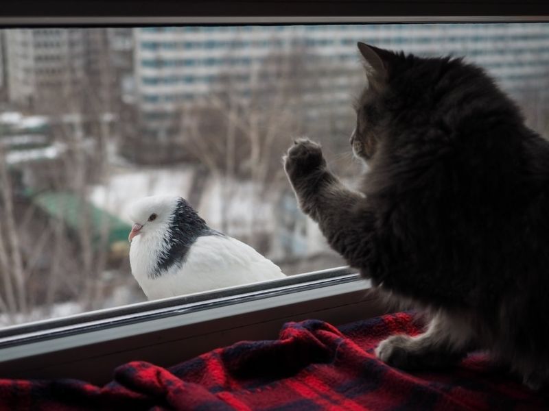 Chirping at Birds or Bugs