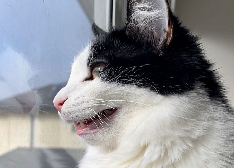 Chirping at Birds