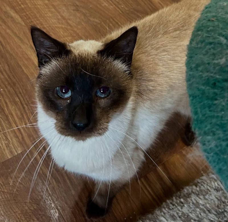 Chocolate Point Siamese: The Rich Cocoa Beauty