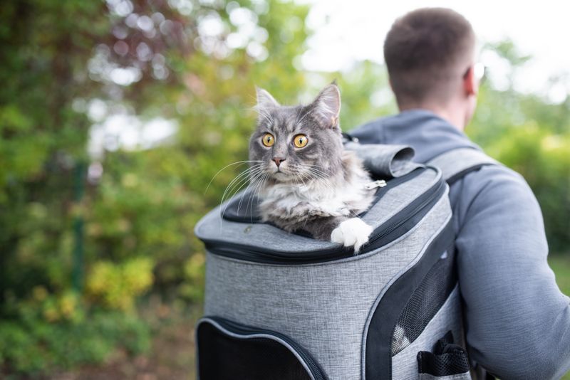 Choose the Right Carrier