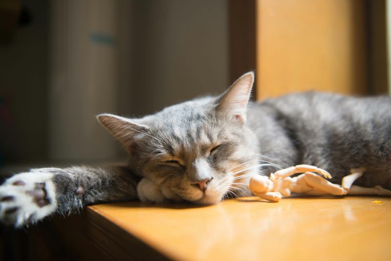 Choosing a Weird Sleep Companion