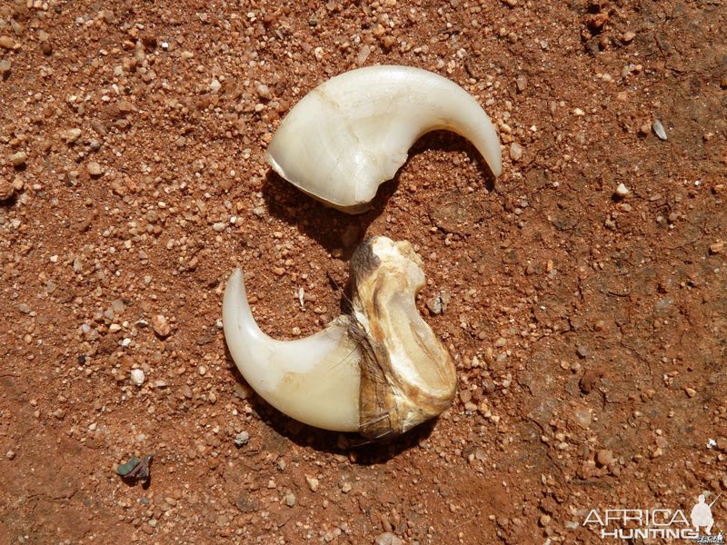 Claw Adaptation