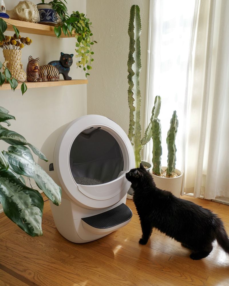 Clean Litter Box Setup